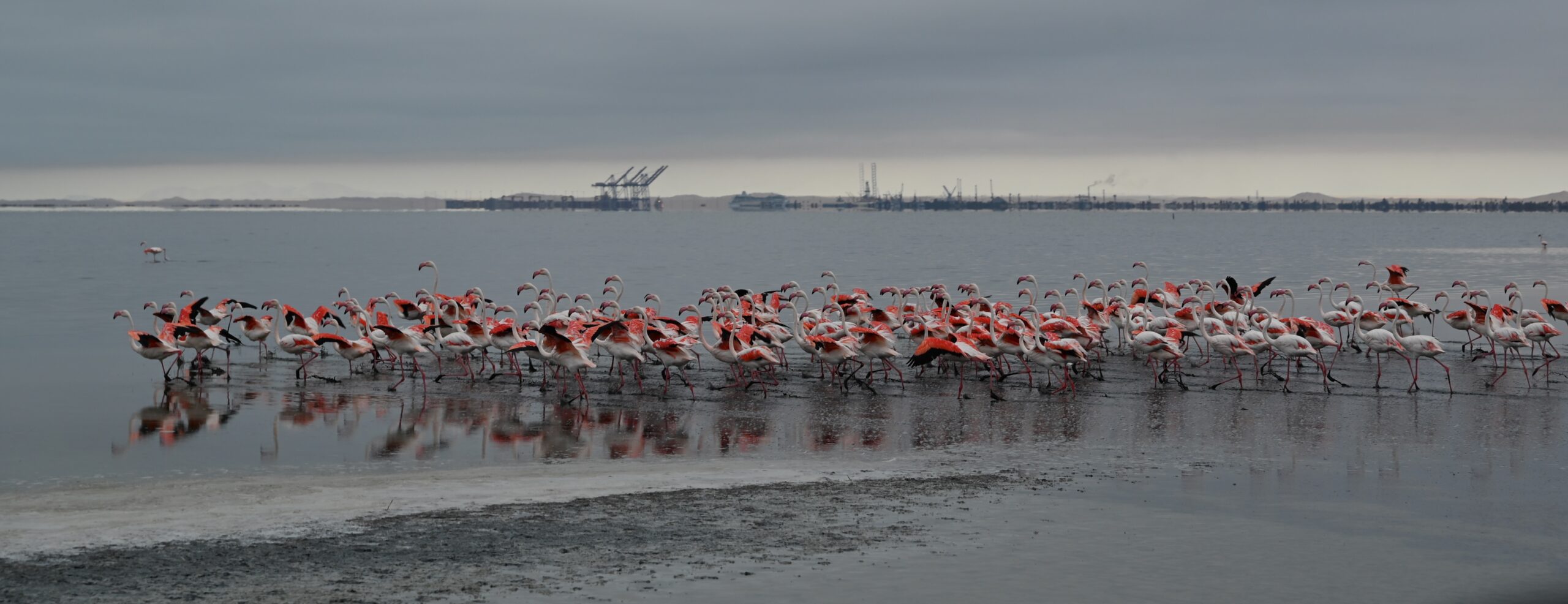 Day 40(Feb 13)- Walvis Bay, Namibia