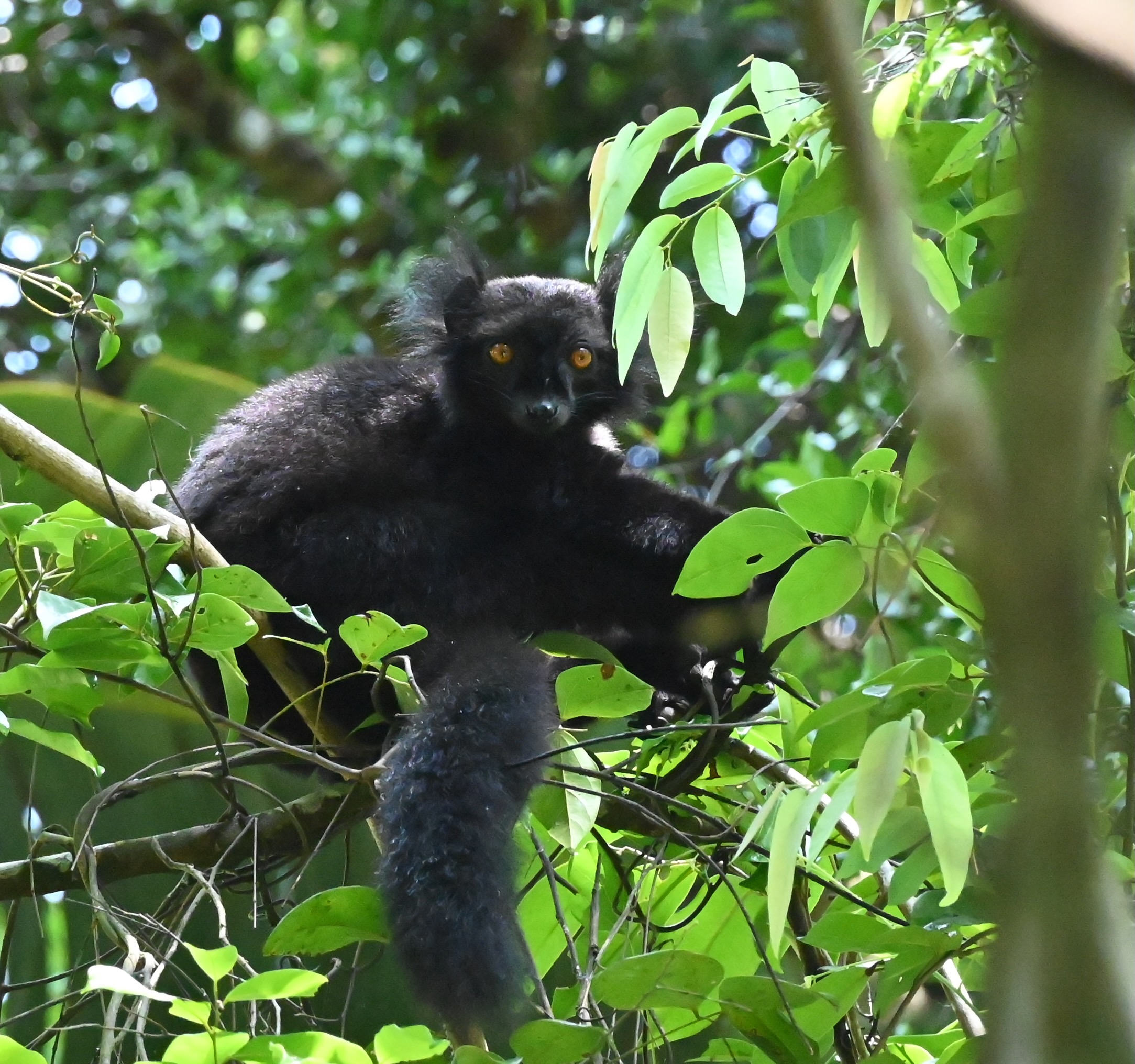 Day 55(Feb 28)- Nosy Be, Madagascar