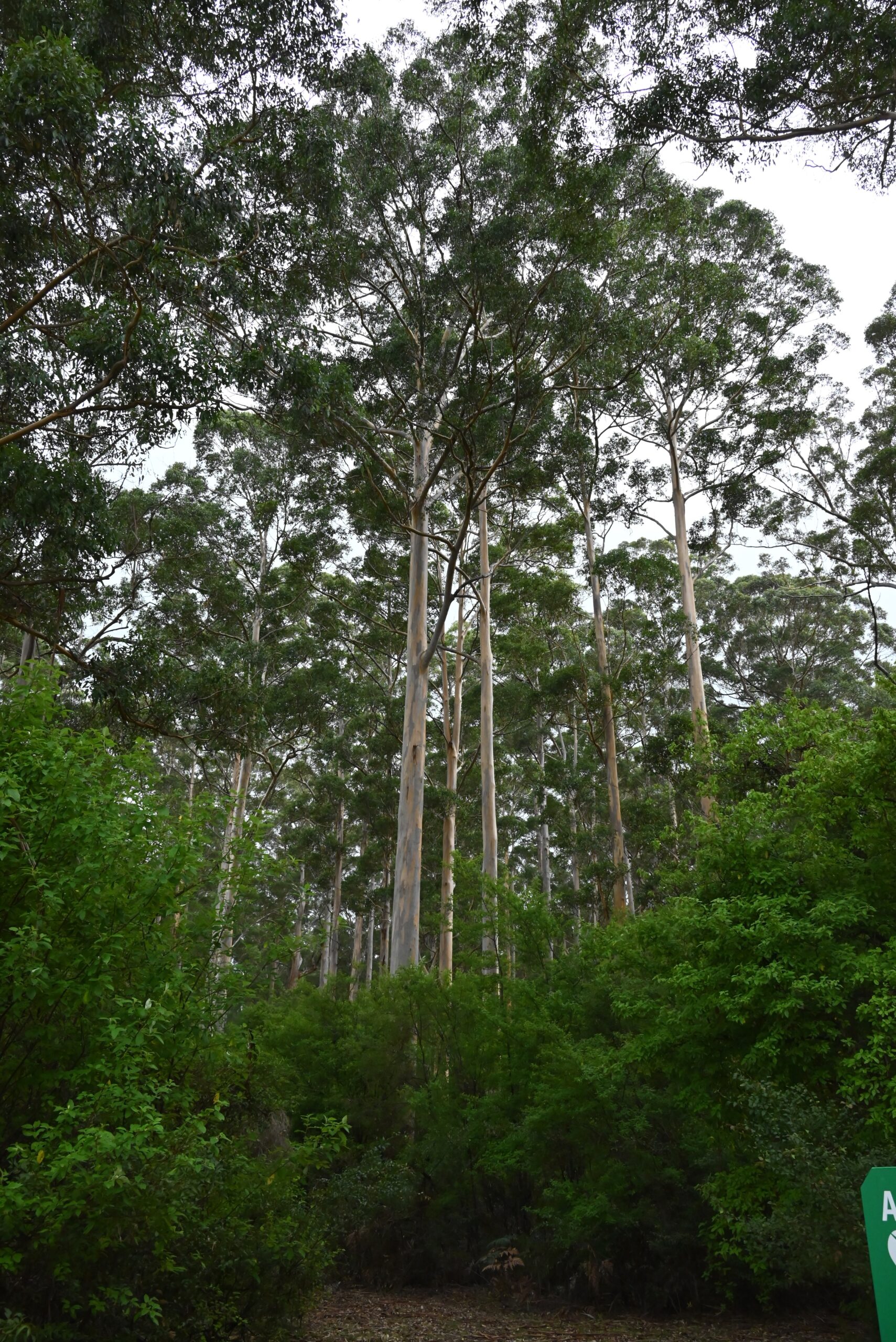 April 17: Pemberton, Australia