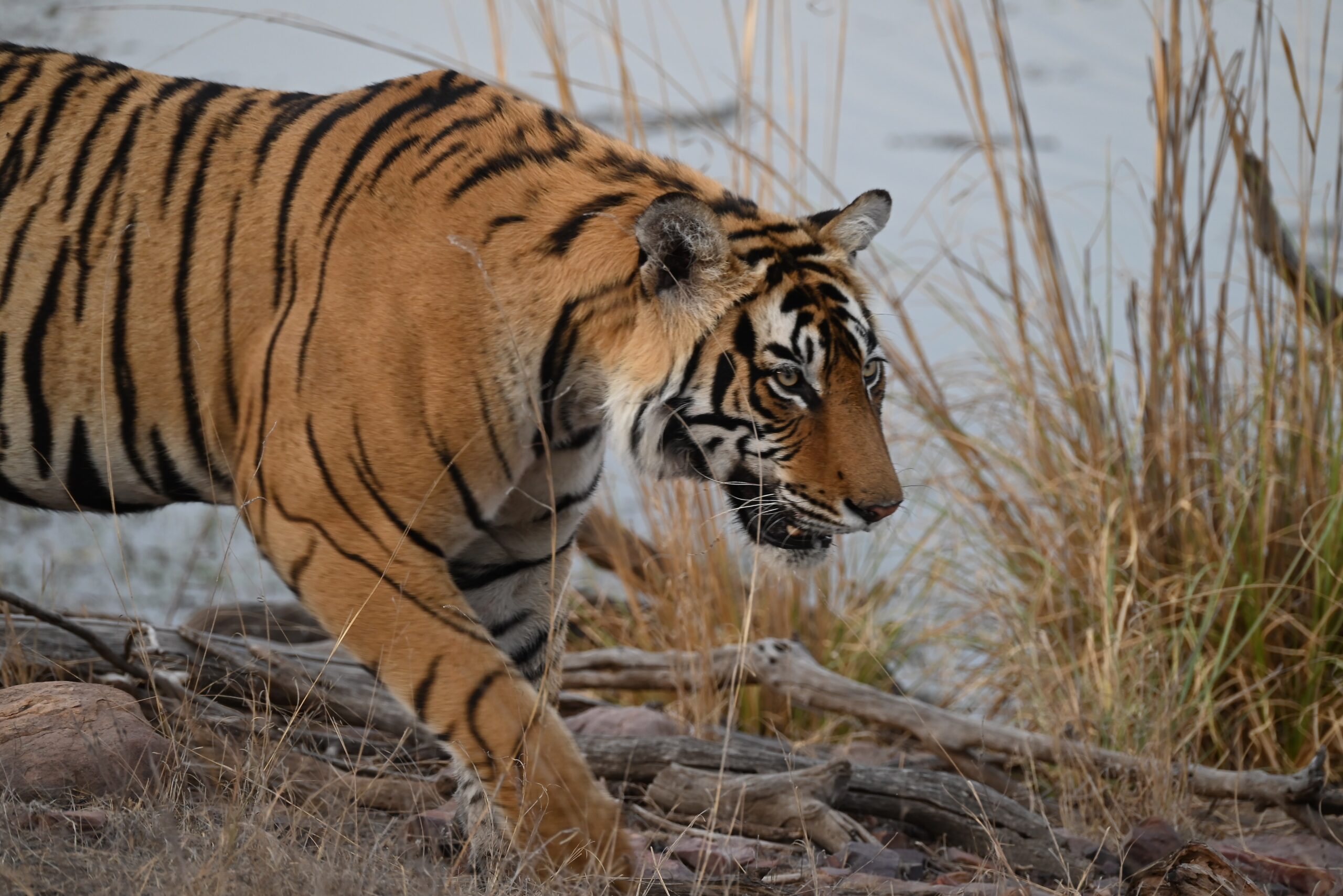 April 28: Ranthambore National Park, India