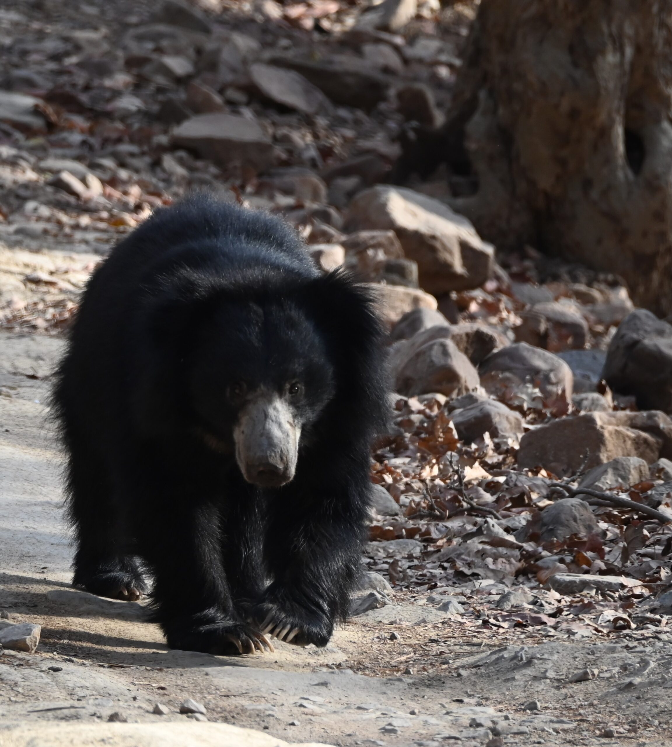 April 27: Ranthambore National Park, India