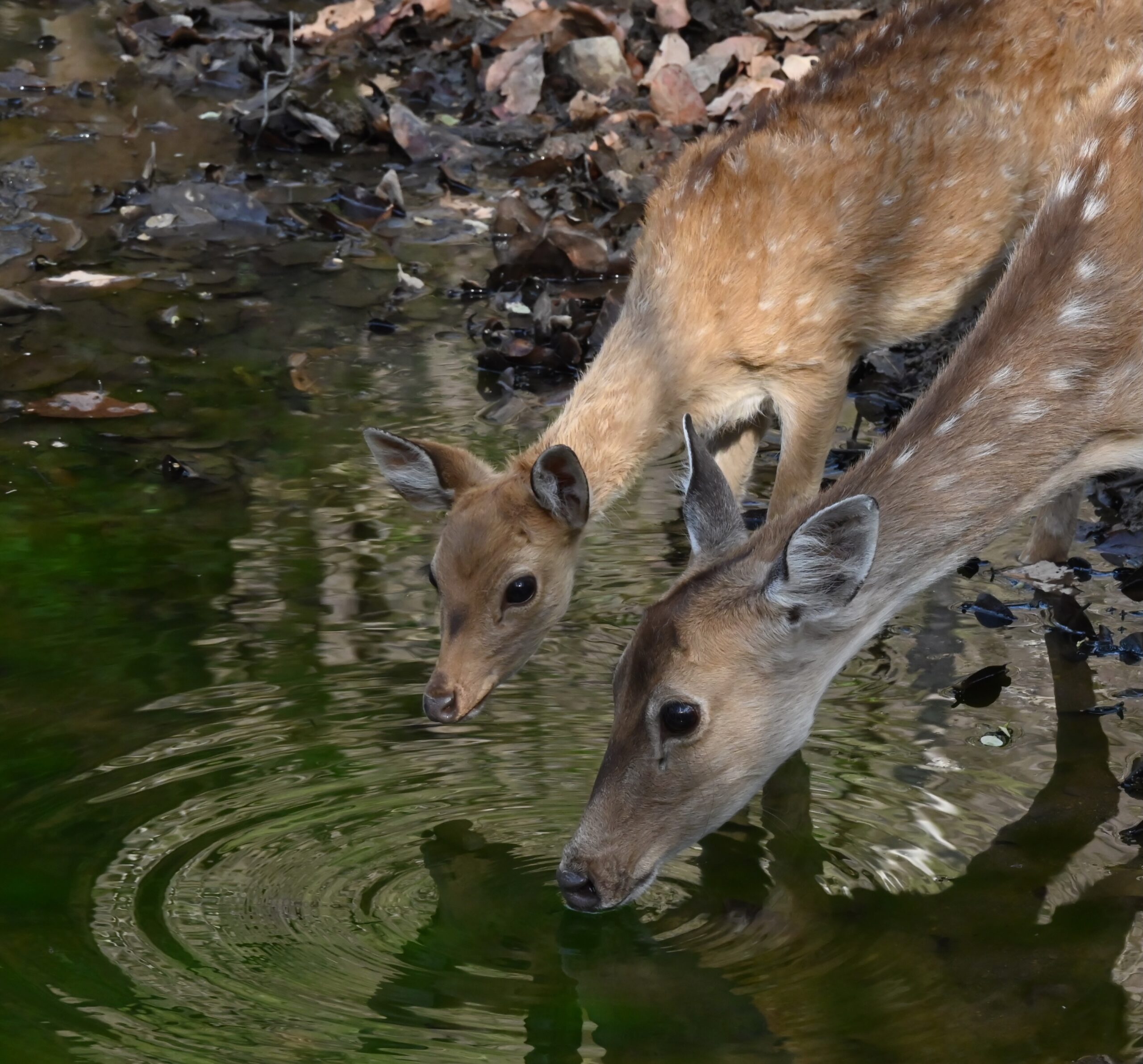 April 29: Ranthambore National Park, India