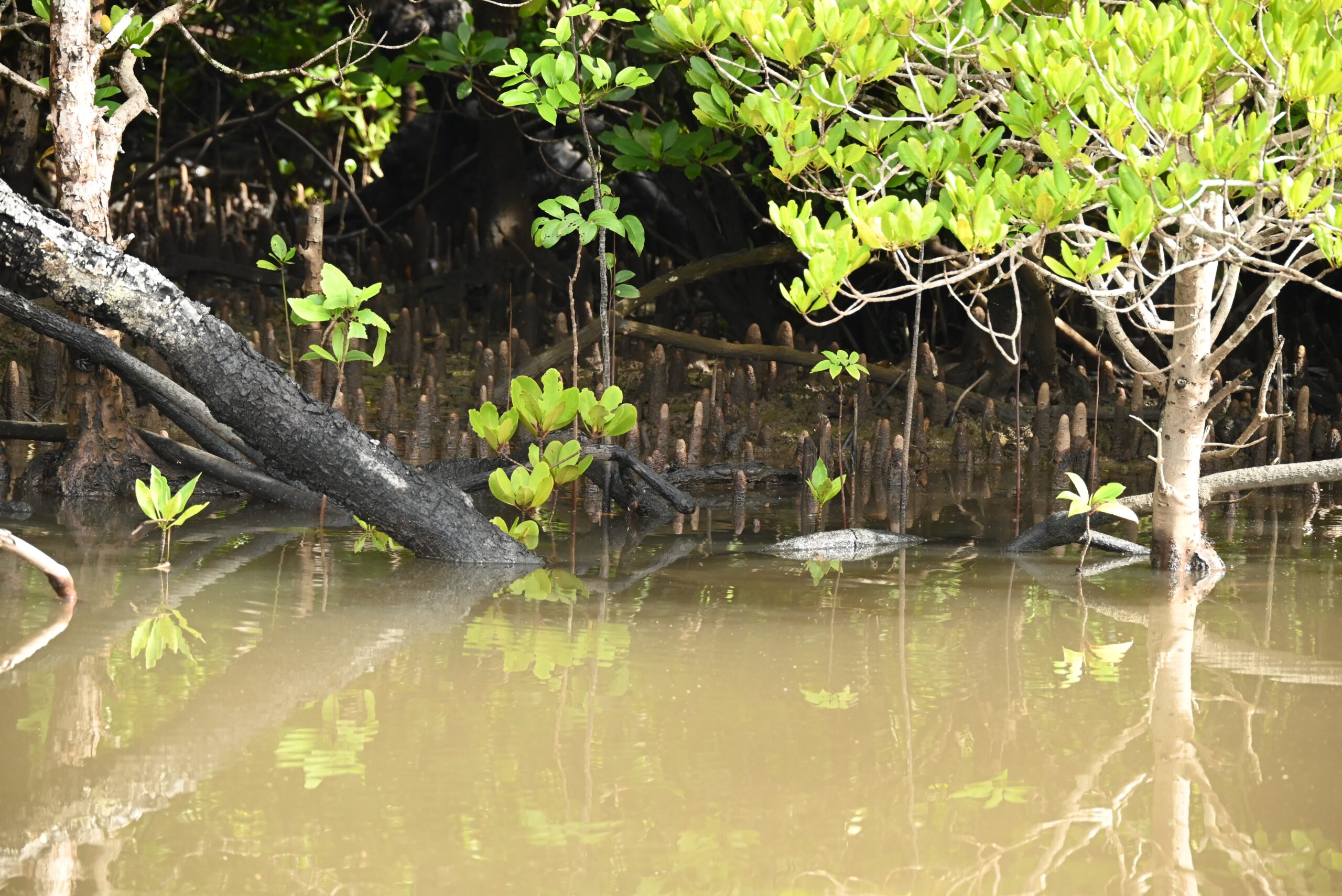Feb 14, 2026: Cooktown, Australia