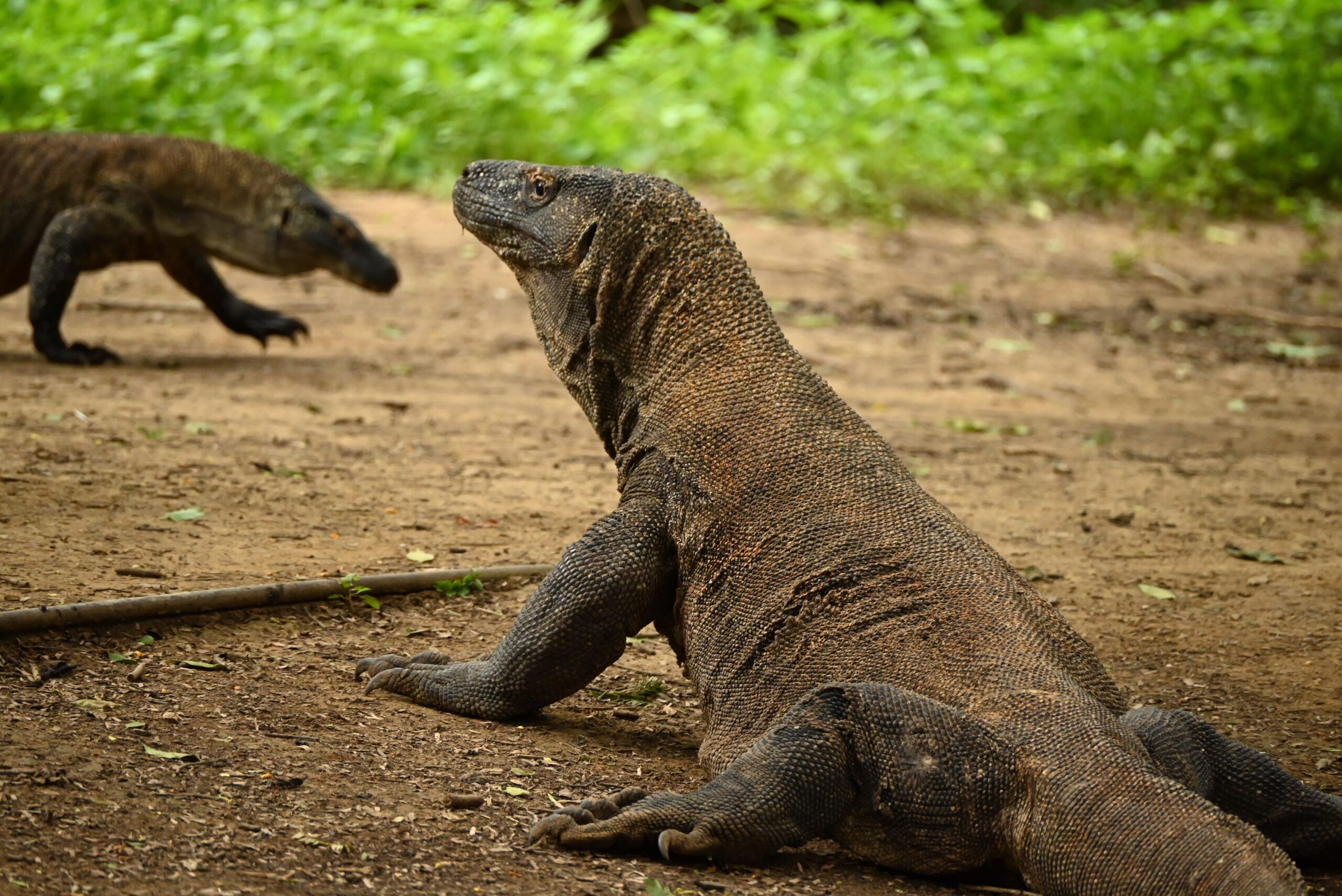 Feb 19, 2026: Komodo Island