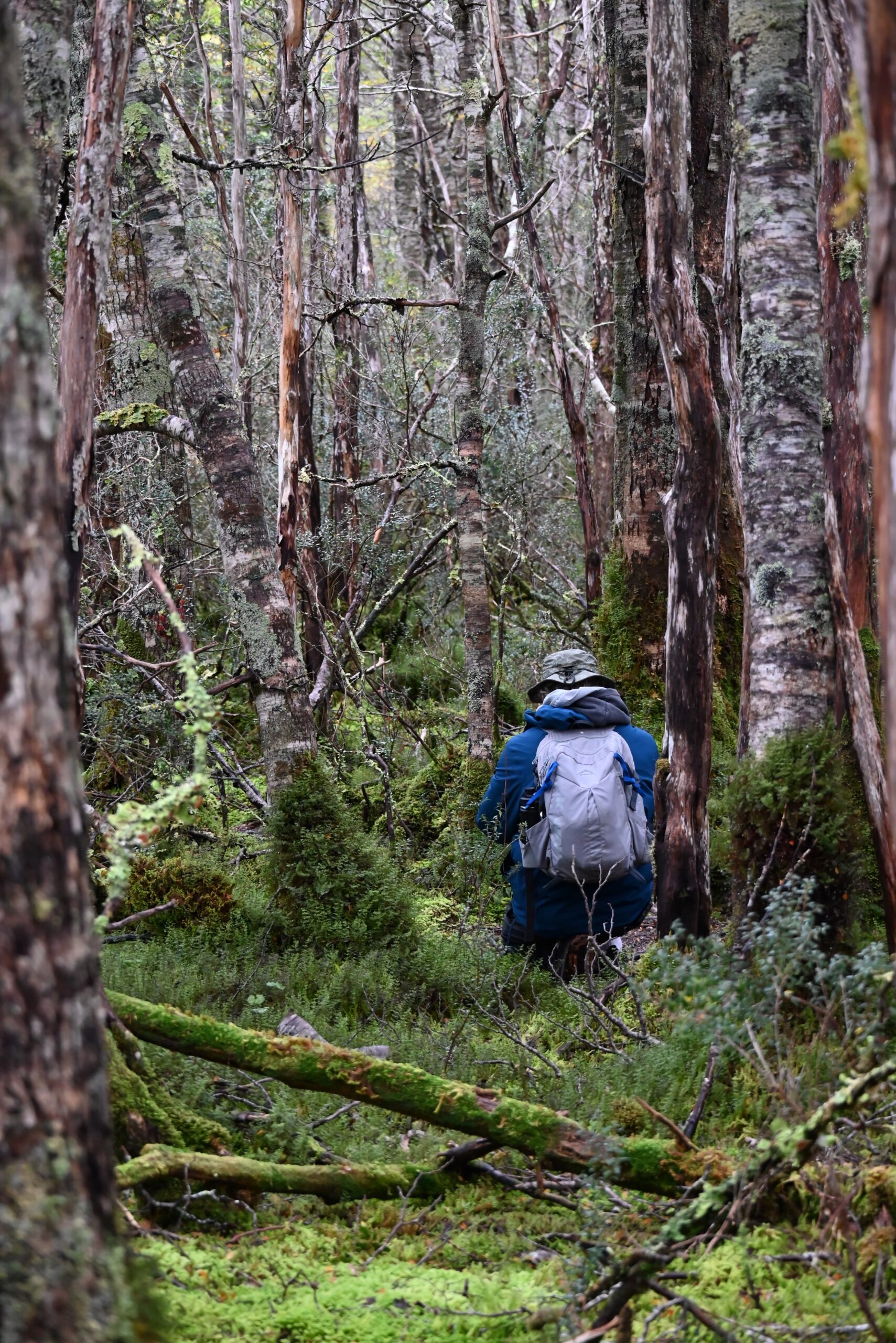 March 28, 2026: Condor Glacier and Águila Glacier