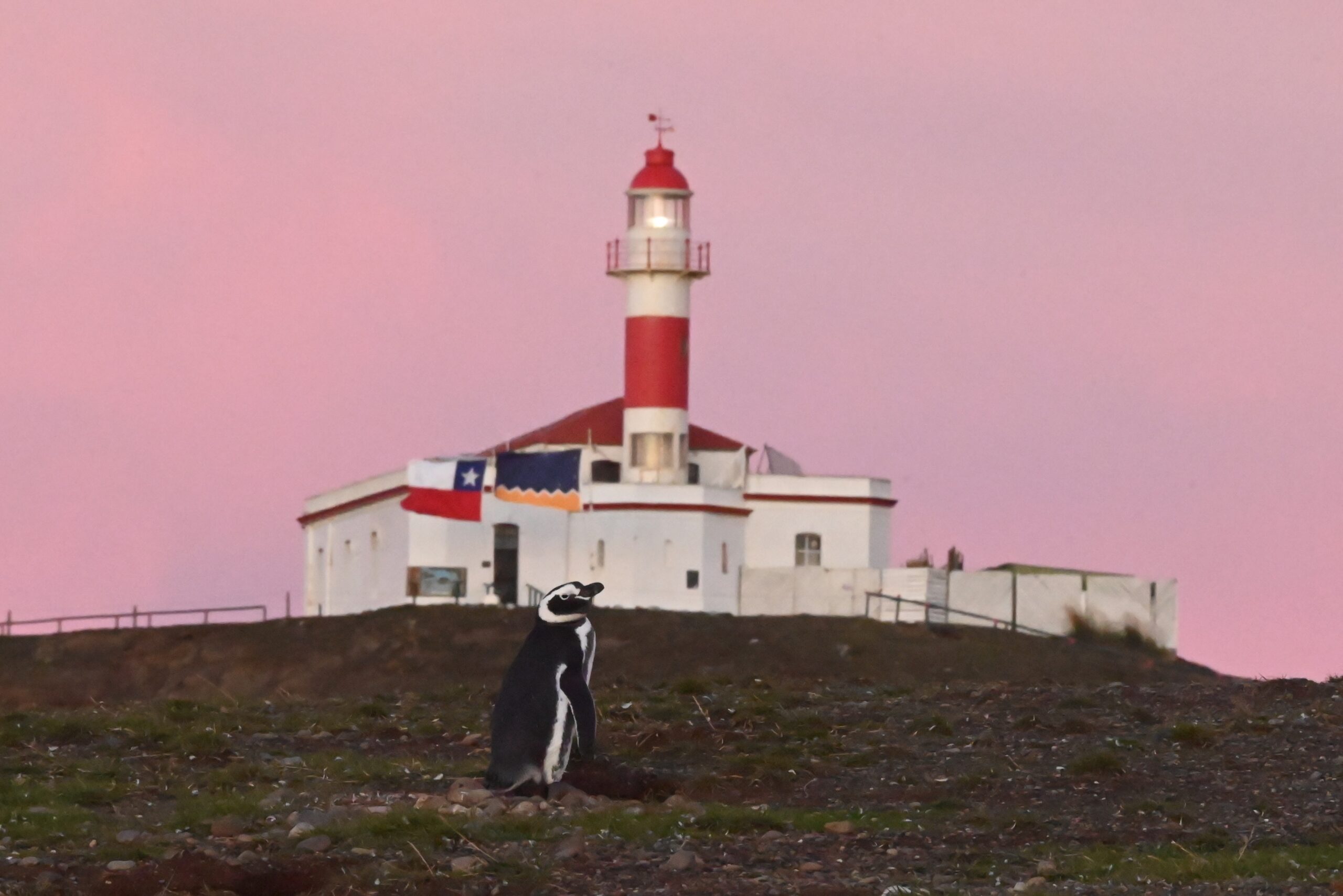 March 29, 2026: Isla Magdalena and Drive to Puerto Natales
