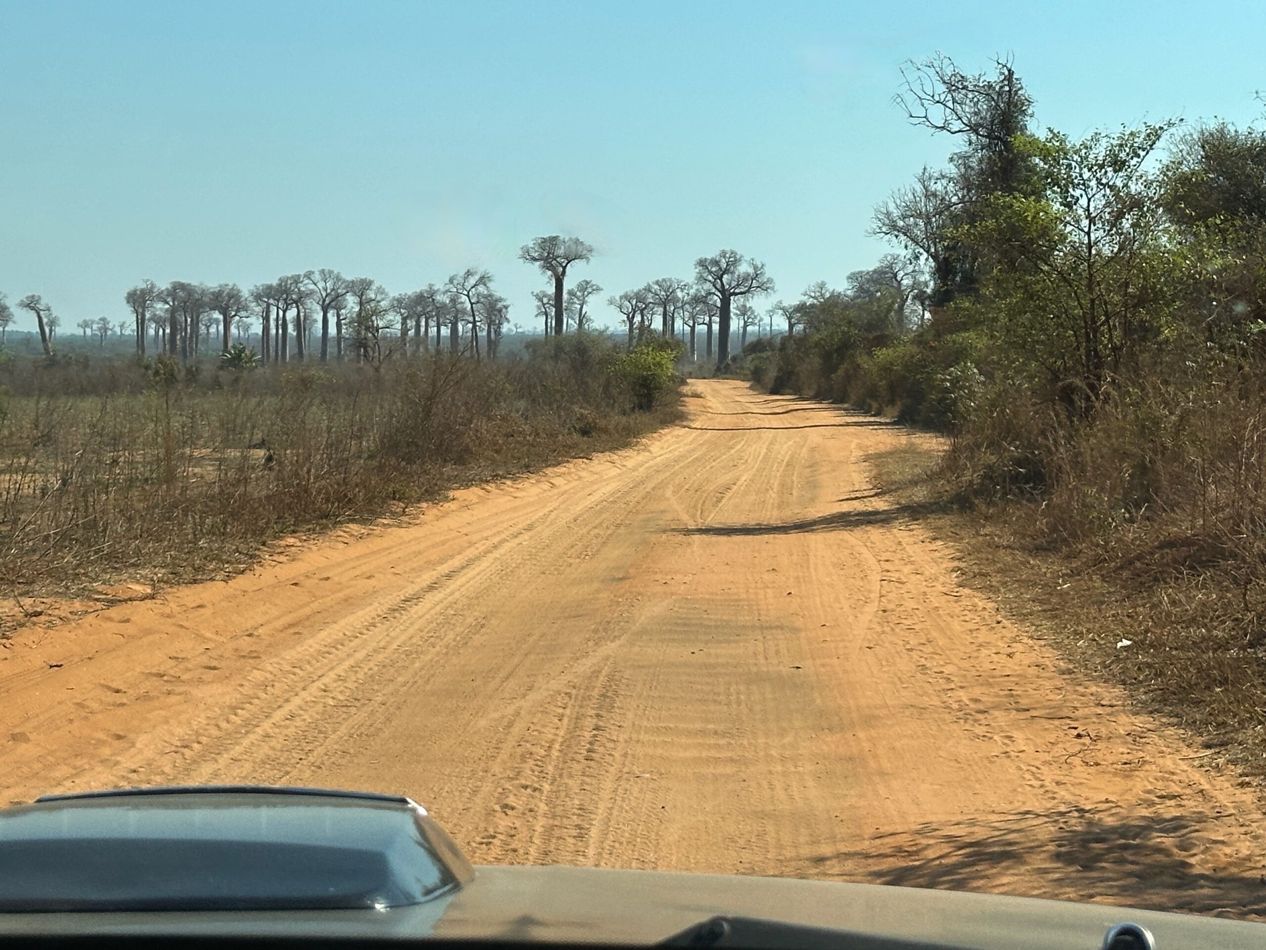 September 1, 2026: Camp Amoureux (Marofandilia forest) to Hotel Soleil des Tsingy (Tsingy de Bemaraha National Park)